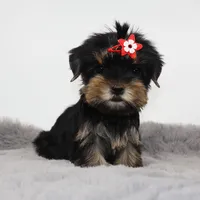 Fig, a female Yorkshire Terrier for sale in Los Angeles, CA – 3 of 5