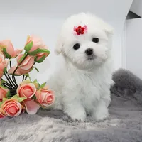 processed/50096995-c62e-4fe7-93c5-37519d947a4d/listing/1cba9c45-87c7-4d93-b1e6-ef995a8a5a5d/80ff0f53-49e6-4a5f-b611-8babcbbe2b93