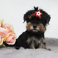 Fig, a female Yorkshire Terrier for sale in Los Angeles, CA – 1 of 5