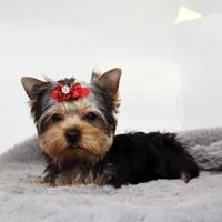 Avery, a female Yorkshire Terrier for sale in Los Angeles, CA – Photo 3 of 5