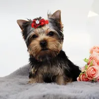 Avery, a female Yorkshire Terrier for sale in Los Angeles, CA – Photo 4 of 5