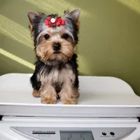 Avery, a female Yorkshire Terrier for sale in Los Angeles, CA – Photo 5 of 5