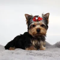 Avery, a female Yorkshire Terrier for sale in Los Angeles, CA – Photo 2 of 5