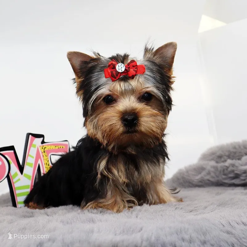 Avery – Yorkshire Terrier puppy for sale in Los Angeles, CA