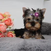 Bluey, a female Yorkshire Terrier for sale in Los Angeles, CA – 4 of 5