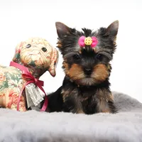Glossy, a female Yorkshire Terrier for sale in Los Angeles, CA – 2 of 5