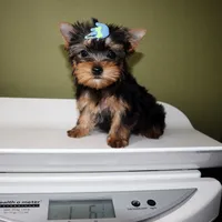AKC Olive, a male Yorkshire Terrier for sale in Los Angeles, CA – 5 of 5