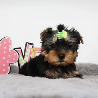 Kirby, a male Yorkshire Terrier for sale in Los Angeles, CA – 2 of 5