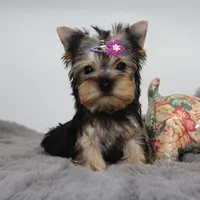 Bluey, a female Yorkshire Terrier for sale in Los Angeles, CA – 3 of 5