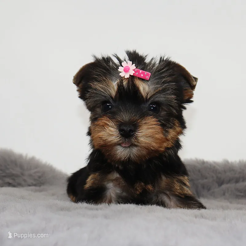 Tiny Glossy – Yorkshire Terrier puppy for sale in Los Angeles, CA