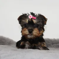 Tiny Glossy, a female Yorkshire Terrier for sale in Los Angeles, CA – 1 of 5