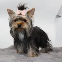 Melantha, a female Yorkshire Terrier for sale in Los Angeles, CA – 2 of 5