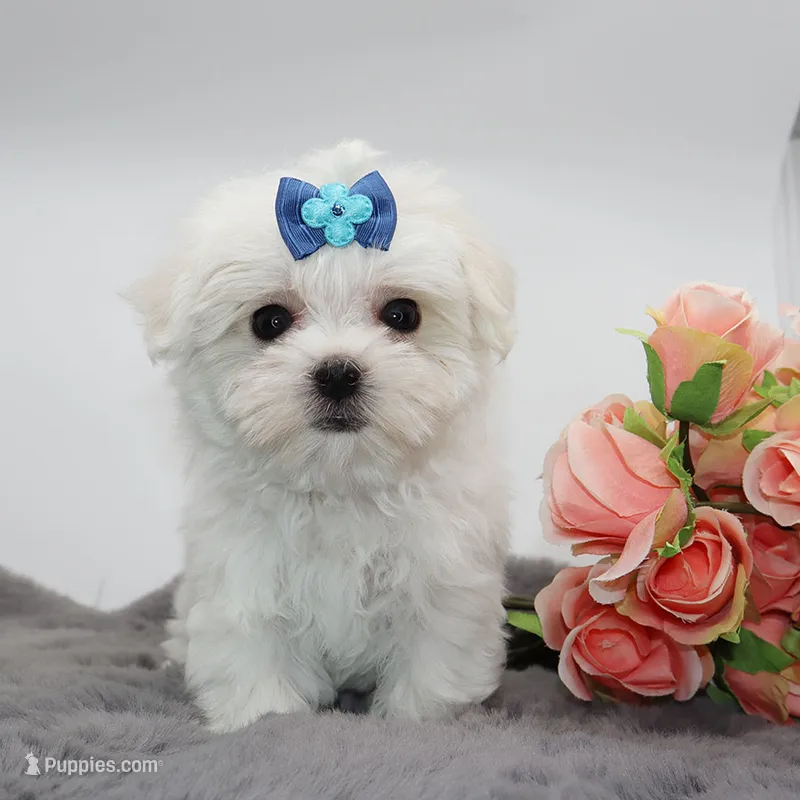 Milo – Maltese puppy for sale in Los Angeles, CA