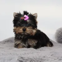Micro girl Bubble, a female Yorkshire Terrier for sale in Los Angeles, CA – 2 of 5