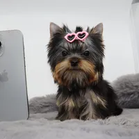 Micro AKC Chery, a female Yorkshire Terrier for sale in Los Angeles, CA – 4 of 5