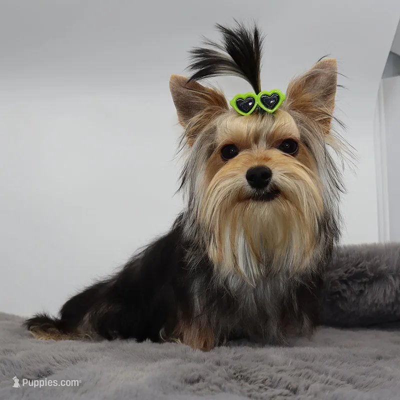 AKC Nico – Yorkshire Terrier puppy for sale in Los Angeles, CA
