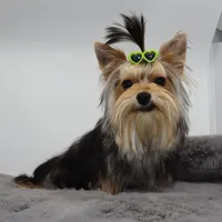 AKC Nico, a male Yorkshire Terrier for sale in Los Angeles, CA – 1 of 5