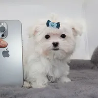 Tiny boy Rice, a male Maltese for sale in Los Angeles, CA – 3 of 5
