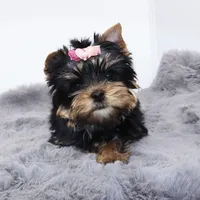 Wednesday, a female Yorkshire Terrier for sale in Los Angeles, CA – Photo 4 of 5