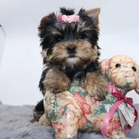 Wednesday, a female Yorkshire Terrier for sale in Los Angeles, CA – Photo 1 of 5