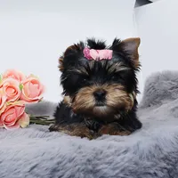 Wednesday, a female Yorkshire Terrier for sale in Los Angeles, CA – Photo 2 of 5