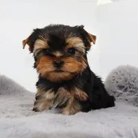 Tiny boy Dante, a male Yorkshire Terrier for sale in Los Angeles, CA – 4 of 5