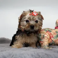 Goldie, a female Yorkshire Terrier for sale in Los Angeles, CA – 3 of 5