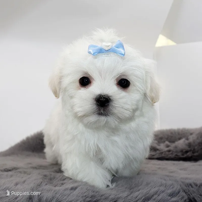Blanco – Maltese puppy for sale in Los Angeles, CA