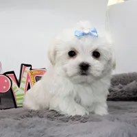 Blanco, a male Maltese for sale in Los Angeles, CA – Photo 3 of 5