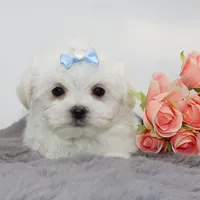 Blanco, a male Maltese for sale in Los Angeles, CA – Photo 4 of 5