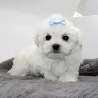 Blanco, a male Maltese for sale in Los Angeles, CA – Photo 2 of 5