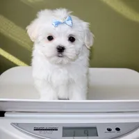 Blanco, a male Maltese for sale in Los Angeles, CA – Photo 5 of 5