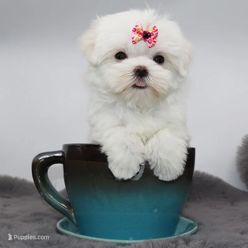 Tiny girl Bambi – Maltese puppy for sale in Los Angeles, CA