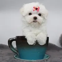 Tiny girl Bambi, a female Maltese for sale in Los Angeles, CA – 1 of 5