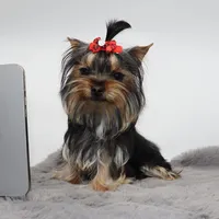 Micro girl Pixel, a female Yorkshire Terrier for sale in Los Angeles, CA – 3 of 5