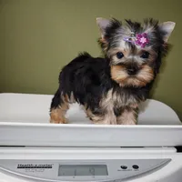 Bluey, a female Yorkshire Terrier for sale in Los Angeles, CA – 5 of 5
