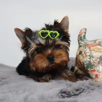 Django, a male Yorkshire Terrier for sale in Los Angeles, CA – 3 of 5