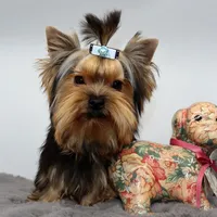 AKC Rolo, a male Yorkshire Terrier for sale in Los Angeles, CA – 3 of 5