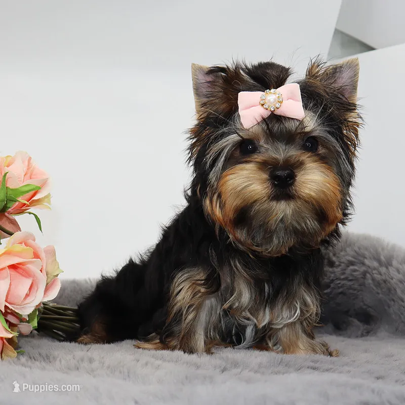 Hershey – Yorkshire Terrier puppy for sale in Los Angeles, CA