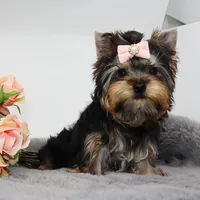 Hershey, a female Yorkshire Terrier for sale in Los Angeles, CA – 1 of 5
