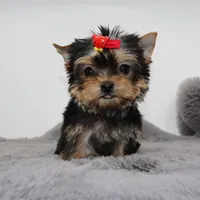 Tiny Jasmine, a female Yorkshire Terrier for sale in Los Angeles, CA – Photo 4 of 5