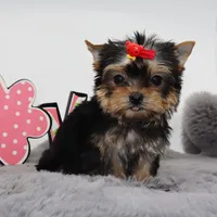 Tiny Jasmine, a female Yorkshire Terrier for sale in Los Angeles, CA – Photo 1 of 5