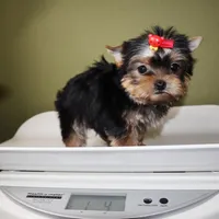 Tiny Jasmine, a female Yorkshire Terrier for sale in Los Angeles, CA – Photo 5 of 5