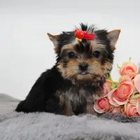 Tiny Jasmine, a female Yorkshire Terrier for sale in Los Angeles, CA – Photo 3 of 5