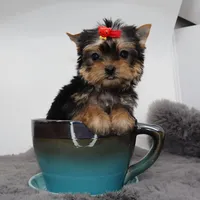 Tiny Jasmine, a female Yorkshire Terrier for sale in Los Angeles, CA – Photo 2 of 5