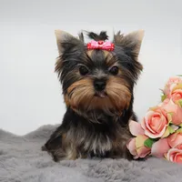 Roxy, a female Yorkshire Terrier for sale in Los Angeles, CA – 3 of 5
