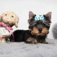 Kirby, a male Yorkshire Terrier for sale in Los Angeles, CA – 4 of 5
