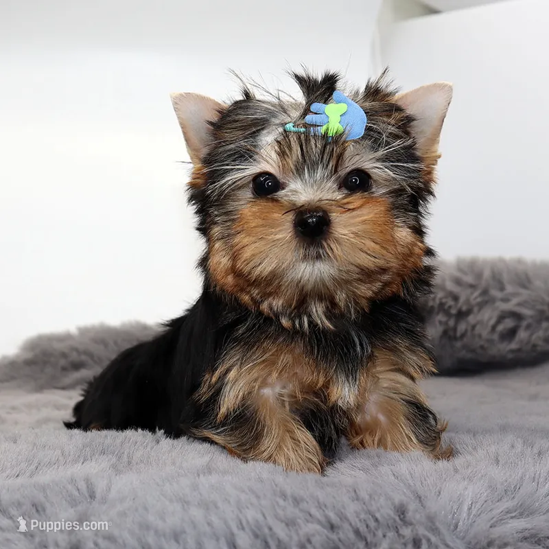 Scout – Yorkshire Terrier puppy for sale in Los Angeles, CA