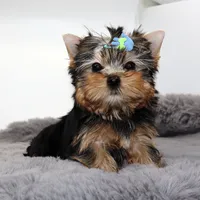 Scout, a male Yorkshire Terrier for sale in Los Angeles, CA – 1 of 5