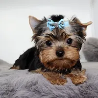Winnie, a male Yorkshire Terrier for sale in Los Angeles, CA – 5 of 5